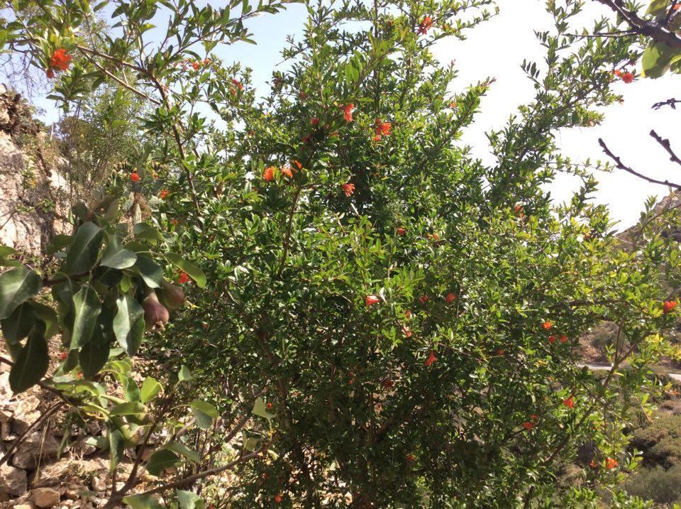 La Villa Di Zazopetra Μενετές Εξωτερικό φωτογραφία