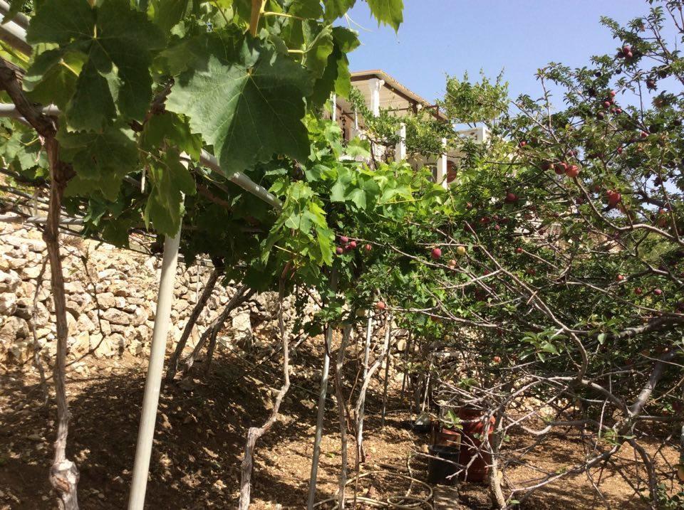 La Villa Di Zazopetra Μενετές Εξωτερικό φωτογραφία