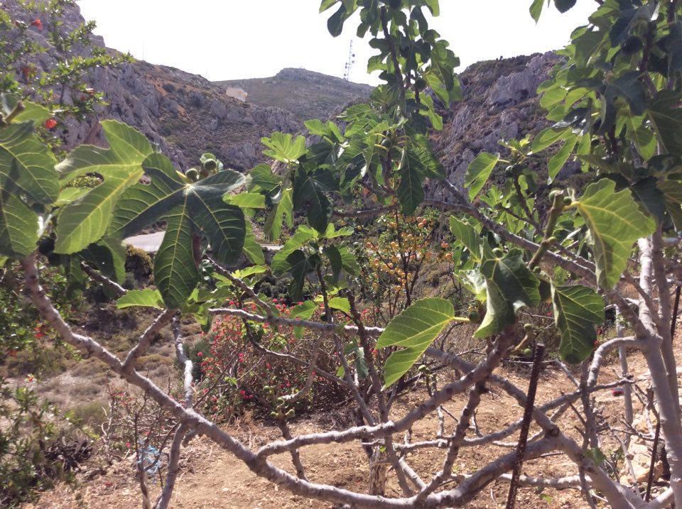 La Villa Di Zazopetra Μενετές Εξωτερικό φωτογραφία