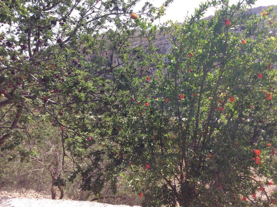 La Villa Di Zazopetra Μενετές Εξωτερικό φωτογραφία